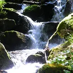 Urlaub Im Zirbenland *