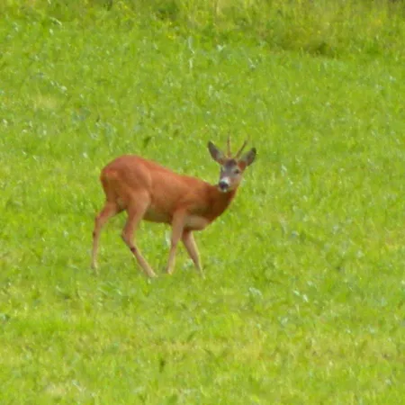 Urlaub Im Zirbenland بيت للعطل