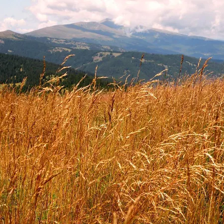 Ferienhaus Urlaub Im Zirbenland