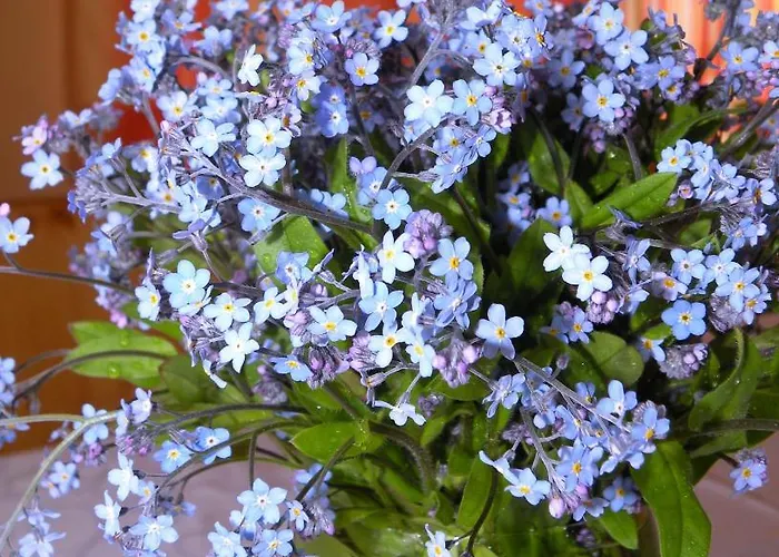 Urlaub Im Zirbenland