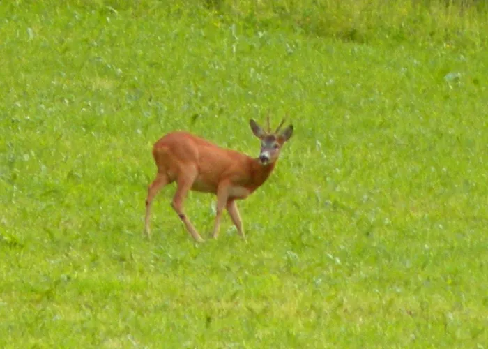 Urlaub Im Zirbenland بيت للعطل