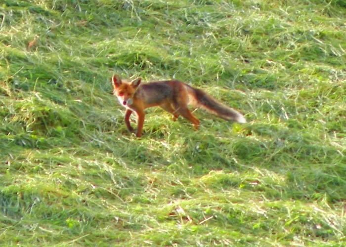 Urlaub Im Zirbenland *